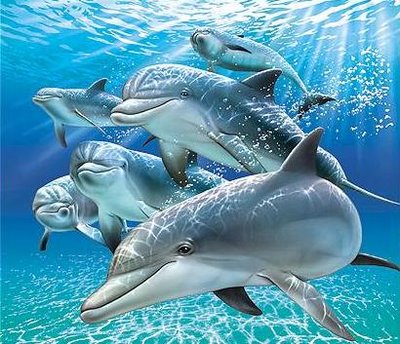 delfines y ballenas