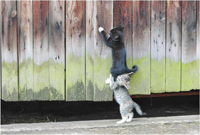 Imágenes de gatitos pequeños muy graciosos para compartir - Mil Recursos